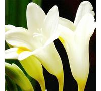 Gestire Il Profumo Della, Affascinante Ed Elegante Adatta Per La Semina Nel Giardino Domestico, Figura Snella, Bulbi Di Tuberosa La Tuberosa è Facile Da Mantenere,-10bulbs-A