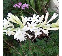 Gestire Il Profumo Della, Affascinante Ed Elegante Adatta Per La Semina Nel Giardino Domestico, Figura Snella, Bulbi Di Tuberosa La Tuberosa è Facile Da Mantenere,-8bulbs-B