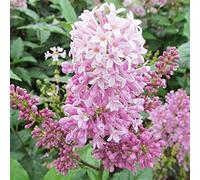 Gestire Il Profumo Della, Affascinante Ed Elegante Adatta Per La Semina Nel Giardino Domestico, Figura Snella, Bulbi Di Tuberosa La Tuberosa è Facile Da Mantenere,-4bulbs-D