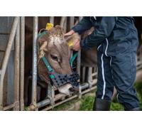 Gewa Antisucchio a maschera in gomma Giovane bestiame / vitello