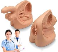 GFLCWYP 2pcs Modello di cateterizzazione Maschio Femmina, Modello di catetere Modello di anatomia genitale esterna interna del PVC Pratica infermieristica per l'insegnamento clinico medico