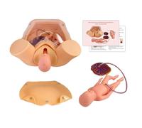 GFLCWYP Formazione di ostetrica avanzata Simulatore di parto,modello insegnamento della maternità della ginecologia a dimensioni vitali include modelli di utero amniotico del bambino Sac pelvis