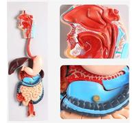 GFLCWYP Modello anatomico del sistema digestivo umano, dimensioni naturali, stomaco rimovibile in 2 parti, cavità nasale, faringe, fegato, stomaco, retto, intestino per studio ed educazione medica