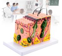 GFLCWYP Modello anatomico della pelle 3D,modello di anatomia della struttura dello strato della allargato 35X con marchio dei capelli e della pelle per la visualizzazione dello studio della classe