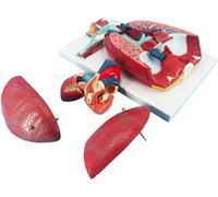 GFLCWYP Modello del sistema respiratorio umano e modello polmonare con 51 parti Segni di indicazione,7 parti rimovibili Anatomia del modello polmoni a grandezza naturale,include cuore e staccabile