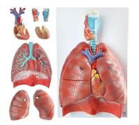 GFLCWYP Modello del sistema respiratorio umano Modello polmonare per l'anatomia con 51 parti Segni di indicazione 7 parti rimovibili Modello polmonare dimensioni vitali Modello anatomico polmonare