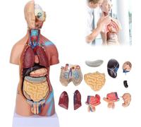 GFLCWYP Modello di anatomia del corpo del busto umano 48 cm con 23 parti rimovibili-cuore viscerale cervello scheletro istruzione scuola infermieristica display