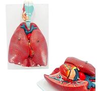GFLCWYP Modello di anatomia del sistema respiratorio umano dimensioni vitali,modello rimovibile di 7 pezzi con trachea della laringe del cuore dei polmoni e vascolare per lo studio o l'insegnamento