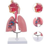 GFLCWYP Modello di anatomia polmonare della cavità nasale della gola, 1/2 della testa umana di dimensioni vitali Laringe Organi del sistema respiratorio Modello per la fisiologia medica