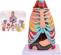 GFLCWYP Modello di Organi Interni Umani, Modello Anatomico del Torace a Grandezza Naturale, con cuore, fegato e polmoni rimovibili, 15 parti staccabili per studio ed insegnamento