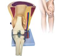 GFLCWYP Modello di simulazione dell'articolazione del ginocchio Anatomia Modello del fegato Modello umano funzionale dell'articolazione del ginocchio Modello anatomico del ginocchio con legamenti