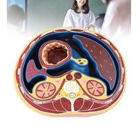 GFLCWYP Modello Educativo, Modello di Anatomia Addominale Umana Trasversale, Modello del Torso con Logo Digitale per Insegnamento, Strumento Didattico per Apprendimento