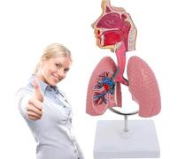 GFLCWYP Modello polmonare respiratorio umano Strumento didattico dettagliato per l'educazione medica e biologica Espositore anatomico