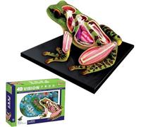 GFLCWYP Modello scheletrico di anatomia di rana, Kit di dissezione di rana simulata di visione 4D, 31 parti modello di organi di rana e parti del corpo rimovibili per scuole, ospedali, formazione