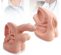 GFLCWYP Set di Modelli di Addestramento, Modelli di Anatomia Urinaria Maschile e Femminile con Marcature Digitali, Modelli Didattici per l'Educazione Infermieristica e la Pratica delle Competenze