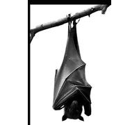 GHOSTED CHIMERA: SIGNAL / BODY