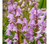 giacinti giardino autunno resistenti roccia resistenti acquistare semi bonsái primavera semi selvatici selvatici 500pcs