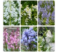 giacinti giardino del balcone giardino selvatico di roccia resistente balcone acquistare semi perenni resistenti semi 150pcs