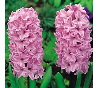 Giacinto bulbi di fiori cipolle fiori Hyacinthus rosa confezione da 1 kg