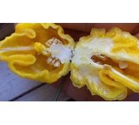 Giallo Primo Superhot Chili Pepper 15 Seeds Extreme Rare World Record: Package Contains Seeds