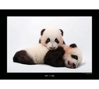 Giant Panda - Dimensioni: 70 x 50 cm - Comar - Stampa artistica da parete (senza cornice), National Geographic