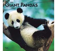 Giant Pandas | 2023 12 x 24 Inch Monthly Square Wall Calendar | BrownTrout | Wildlife Zoo Animals Bears