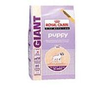 Giant Puppy - 15KG