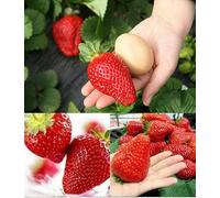 GIANT STRAWBERRY, 50 seeds of the largest strawberry in the world