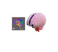 GIANTmicrobes Brain Model Human Brain Anatomy Model Brain Model for Kids Brain Model for Neuroscience Brain Model for Teaching Brain Model for Ps