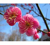 Giapponese albicocca, (cinese prugna), Prunus Mume, 3 semi di albero (Appariscente, commestibile)