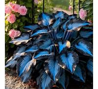 Giardini, Adatte come regali per le feste Balconi,belle,Bulbi di hosta-Perenne resistente al freddo, Resistenti,Adatta per la decorazione di cortili e balconi-10 Bulbi-A