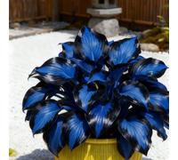 Giardini, Adatte come regali per le feste Balconi,belle,Bulbi di hosta-Perenne resistente al freddo, Resistenti,Adatta per la decorazione di cortili e balconi-6 Bulbi-C