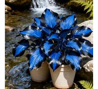 Giardini, Adatte come regali per le feste Balconi,belle,Bulbi di hosta-Perenne resistente al freddo, Resistenti,Adatta per la decorazione di cortili e balconi-8 Bulbi-I