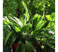 giardino dell'aglio selvatico del balcone resistenti semi di semi di letti elevati per il giardino del balcone resistenti 130pcs