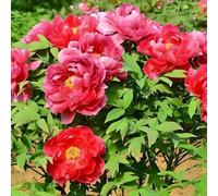 Giardino domestico, Rizomi di peonie, Esotico Vivo, Di Alta Qualità Rizomi, Farfalle, Rizomi Rari, Resistente All'inverno Multienne,-10cipolla-J