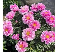 Giardino domestico, Rizomi di peonie, Esotico Vivo, Di Alta QualitàRizomi, Farfalle, Rizomi Rari, Resistente All'inverno Multienne,-6Cipolla-D
