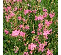 giardino letto elevato gaura lindheimeri semi selvatici, autunno riverdimento tetti giardino interni semi scalapanti 50pcs
