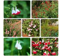 giardino letto elevato saggio decorativo di roccia resistente climpadora semi selvatici perenni resistenti giardino semi interni 650pcs