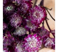 giardino maestra del balcone semi di giardino d'ufficio estate decorazioni decorative decorazioni per esterni 250pcs