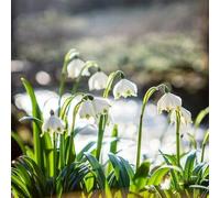 giardino resistenti arredamento ufficio,lungo periodo di per un balcone,giardino interno Decorazione,molto amica e degli 100semi