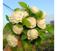 giasmino balcone serra primavera semi di giardino perenni resistenti, scalapante autunno, resistenti, decorazione 20pcs