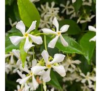 giasmino decorazione balconi selvatico, autunno, semi perenni organici semi selvatico tagliati interni esotici estate balcone 150pcs