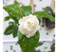 giasmino giardino di semi di semi biologici primavera decorazione balconi serrature balcone interno esotico selvaggio selvaggio 100pcs