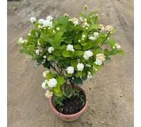 giasmino selvatico balcone semi di semi biologici decorazioni giardino per esterni decorazione riverdimento tetti ufficio autunno resistenti 180pcs