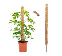 GIDWRIY Bastone per Piante Rampicanti 120 CM,Supporto Monstera Palo Muschiato perPiante Sostegno,Palo di Muschio per Piante con 2 M Corda Juta,Bastone Fibra di Cocco,Moss Pole,Plant Support Stick