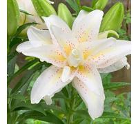 gigli di semi esotici semi di ufficio resistenti riverdimento 550pcs