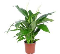 Giglio della Pace 4-8 Fiori/boccioli - Spathiphyllum - Altezza ca. 70 cm, Vaso-Ø 17 cm