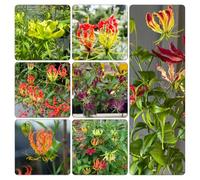 giglio di fiamma giardino rocce decorative balcone letti elevati esotici Bulbi 8pcs