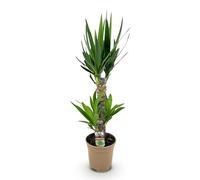Giglio di palma Yucca Elephantipes - 75 cm - 17 cm - Giglio di palma facile da pulire con foglie verdi strette - Pianta robusta e purificante dell'aria per interni moderni