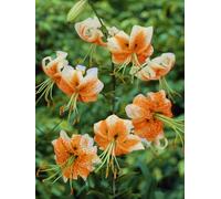 Giglio orientale - Adatto per la coltivazione in giardino - Resistente al freddo e alla siccità - Ideale per la creazione di aiuole-6 PCS-B